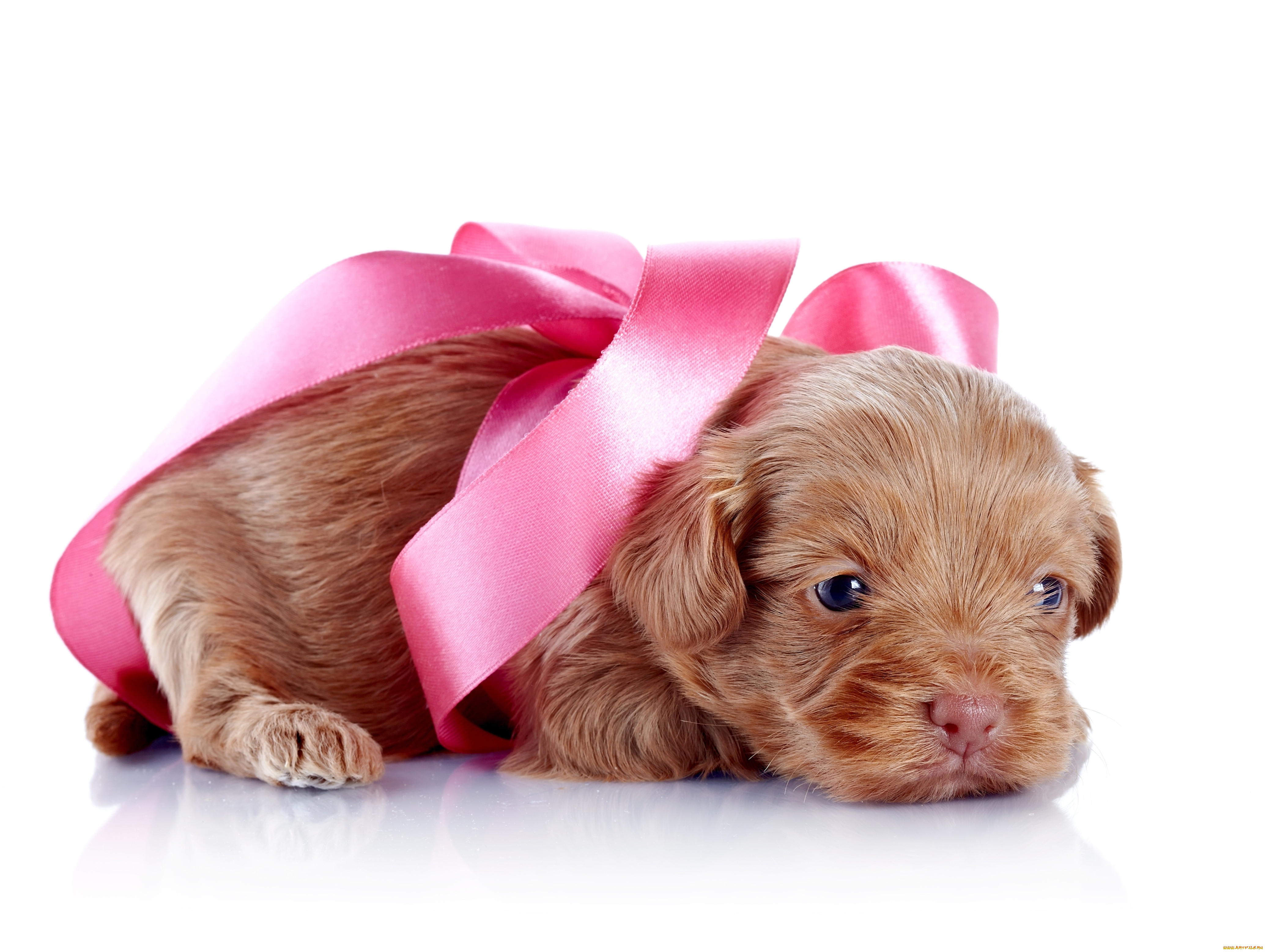 , , puppy, , sweet